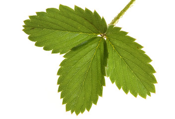 Strawberry leaf