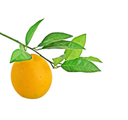 Orange on branch isolated on white background