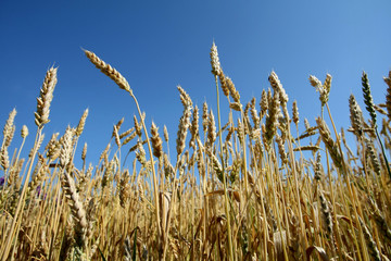 ears of wheat and sky