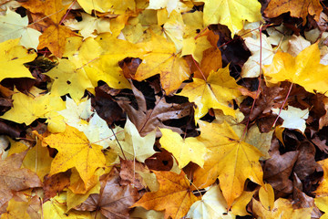 Fallen yellow Maple leaves