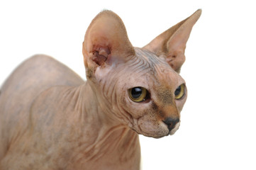 bald cat
