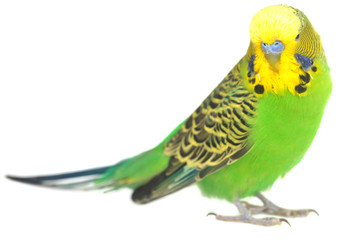 portrait of  budgerigar