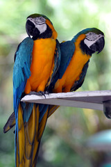 Couple of Parrots