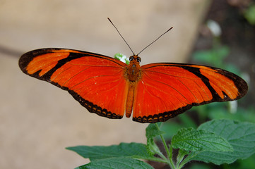 Orange Butterfly