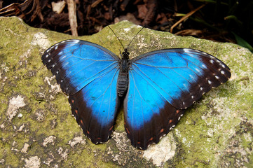 Resting Blue Butterfly