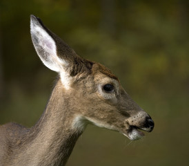 doe