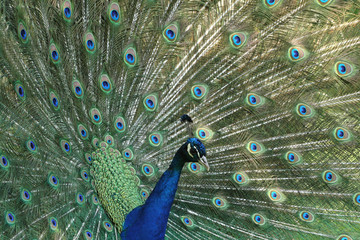 Obraz premium Blauer Pfau