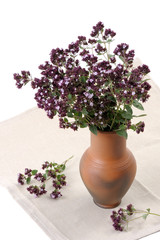 Origan (Origanum vulgare)