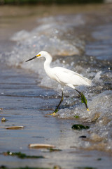 Snowy Egret
