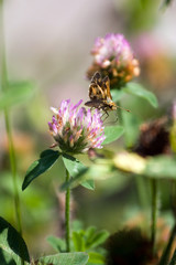 Moth Drinking Nectar
