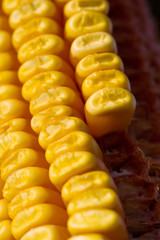 Dried Corn
