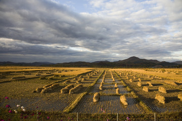 Obraz premium farmland under cloudy sky