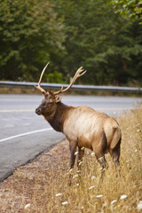 Elk Buck