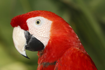 Scarlet Macaw