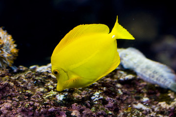 an exotic fish swimming