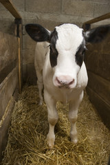 little calf in his barn