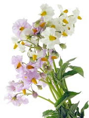 lila and white flowers of potato plant