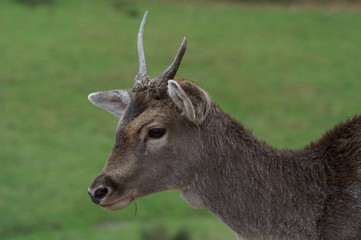 jeune cerf