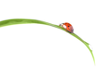 red ladybug on green grass isolated on white