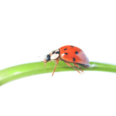 red ladybug on green grass isolated on white