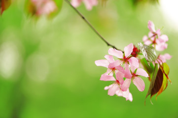 Spring sakura