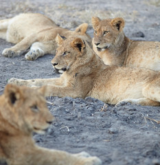 Lions at rest