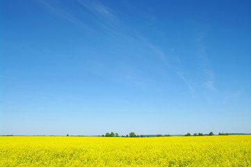 the gold field