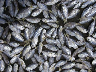 poissons séchés