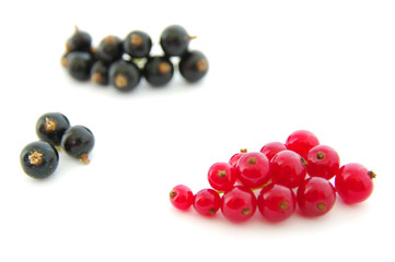 currants