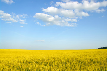 Yellow grain