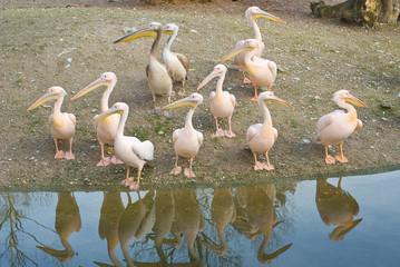 Pelicans Along the Shore