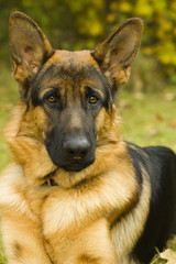 German Shepherd