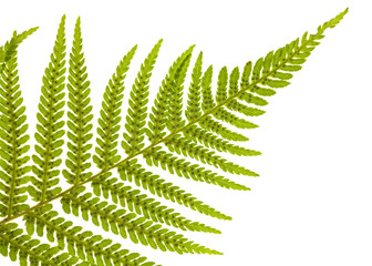 Naklejka premium green single fern branch