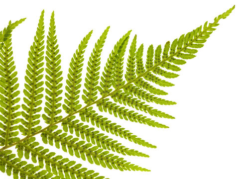 green single fern branch