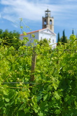 Vineyard with church in backgroound