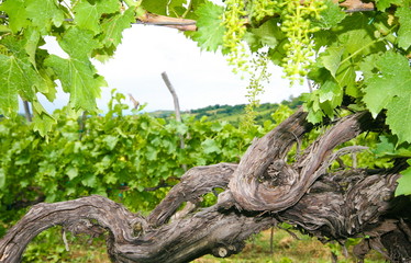 Vineyard detail in spring in brda region