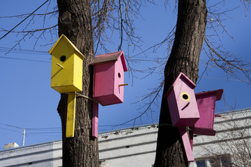 Starling houses on a tree.