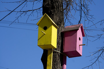 Starling houses on a tree.