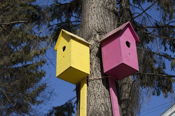 Starling houses on a tree.