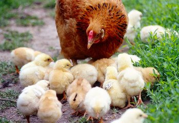 Hen-mother