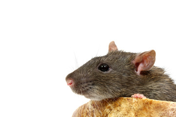 rat