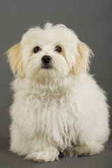 bichon on grey background