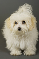 maltese dog