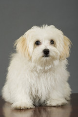 maltese dog sitting