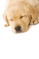 sleepy Puppy Labrador - closeup