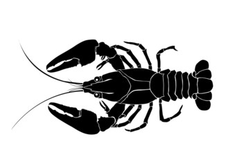 crawfish vector - 18559806
