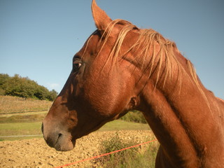 Naklejka premium Cavallo marronne