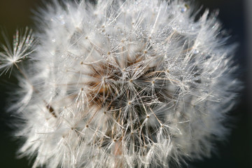 Dandelion