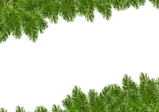 Tannenzweig Hintergrund