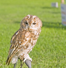 Owl